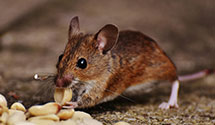 24 Hour & Emergency Exterminators in Cornell, IA